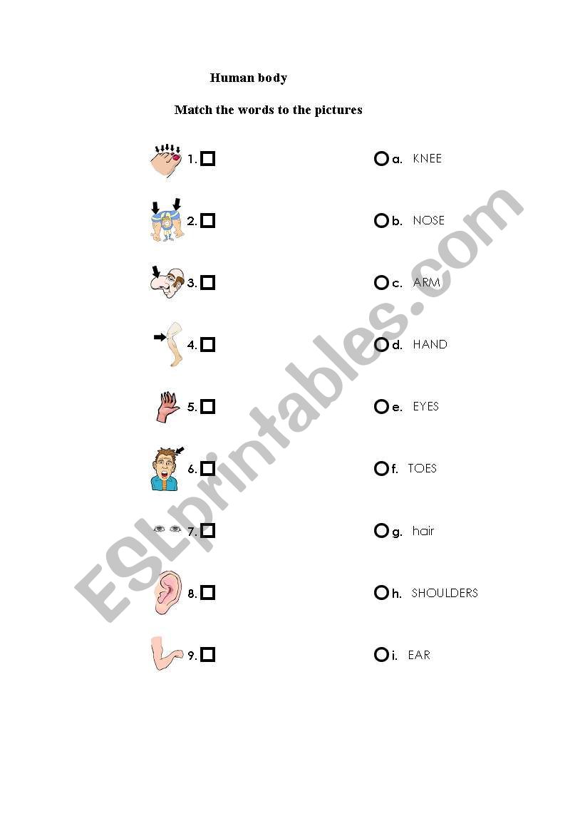 body parts worksheet