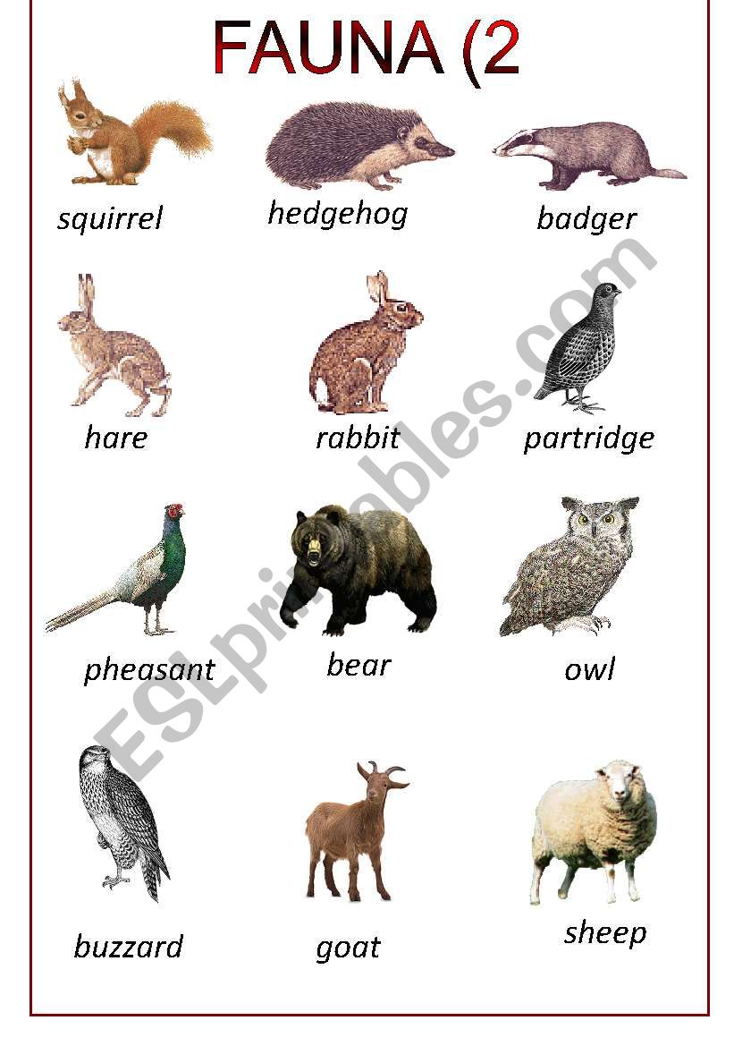 alpine fauna (2) worksheet