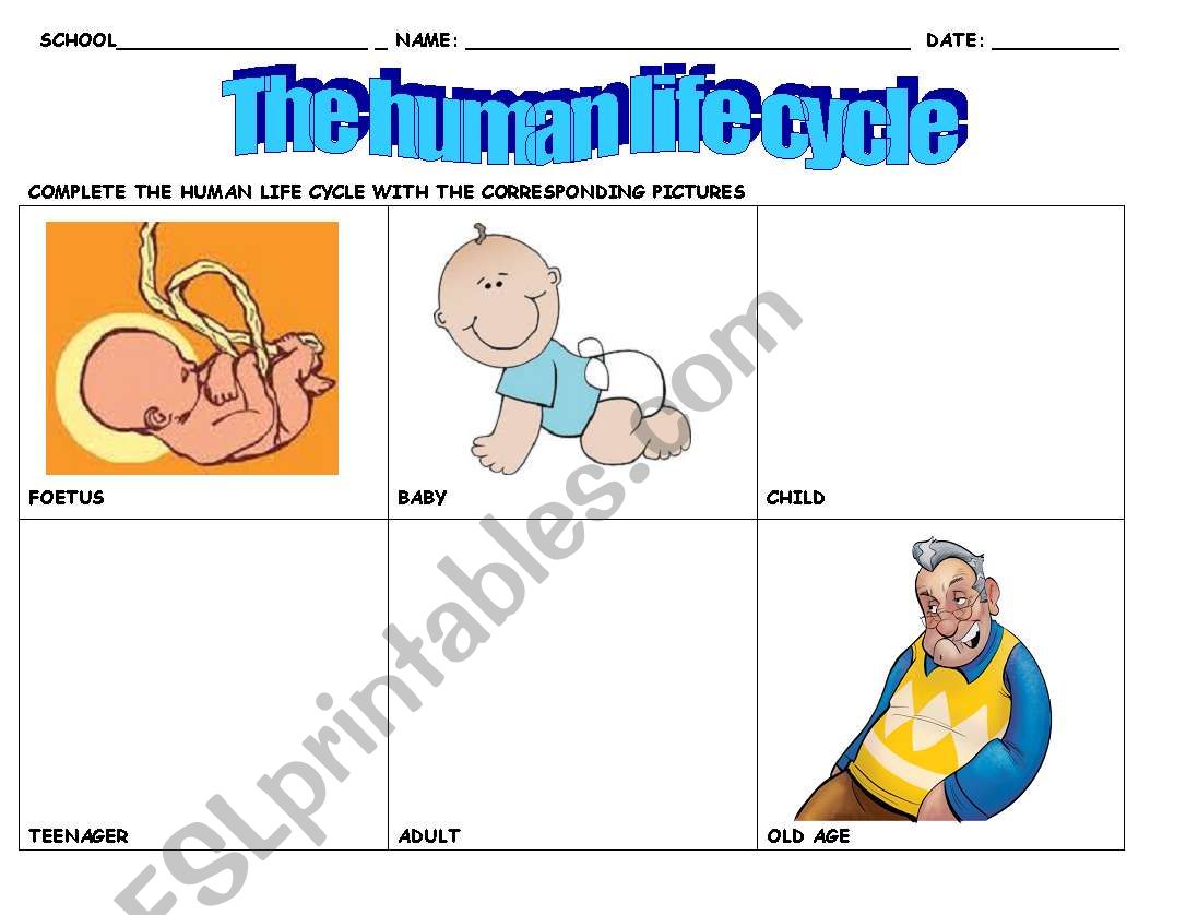 The human cycle of life worksheet