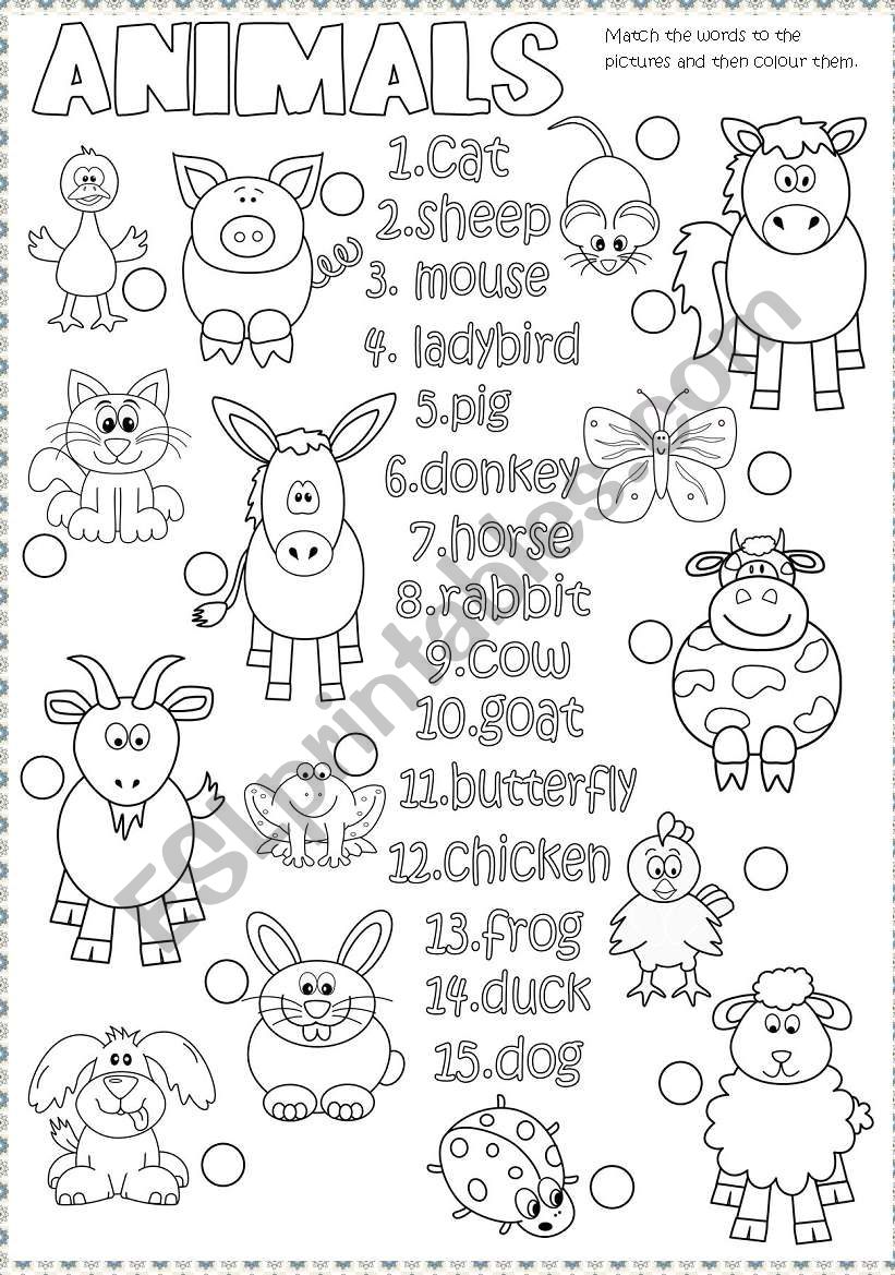 Animals worksheet