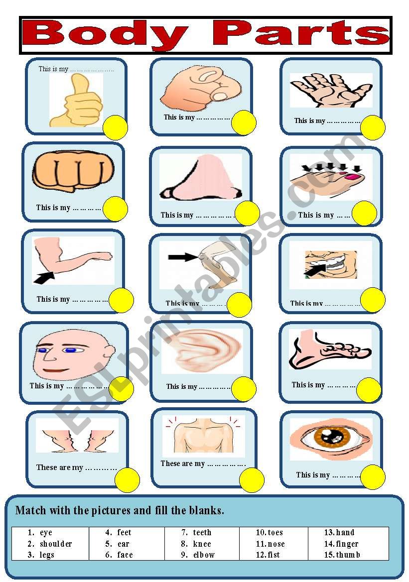 BODY PARTS worksheet