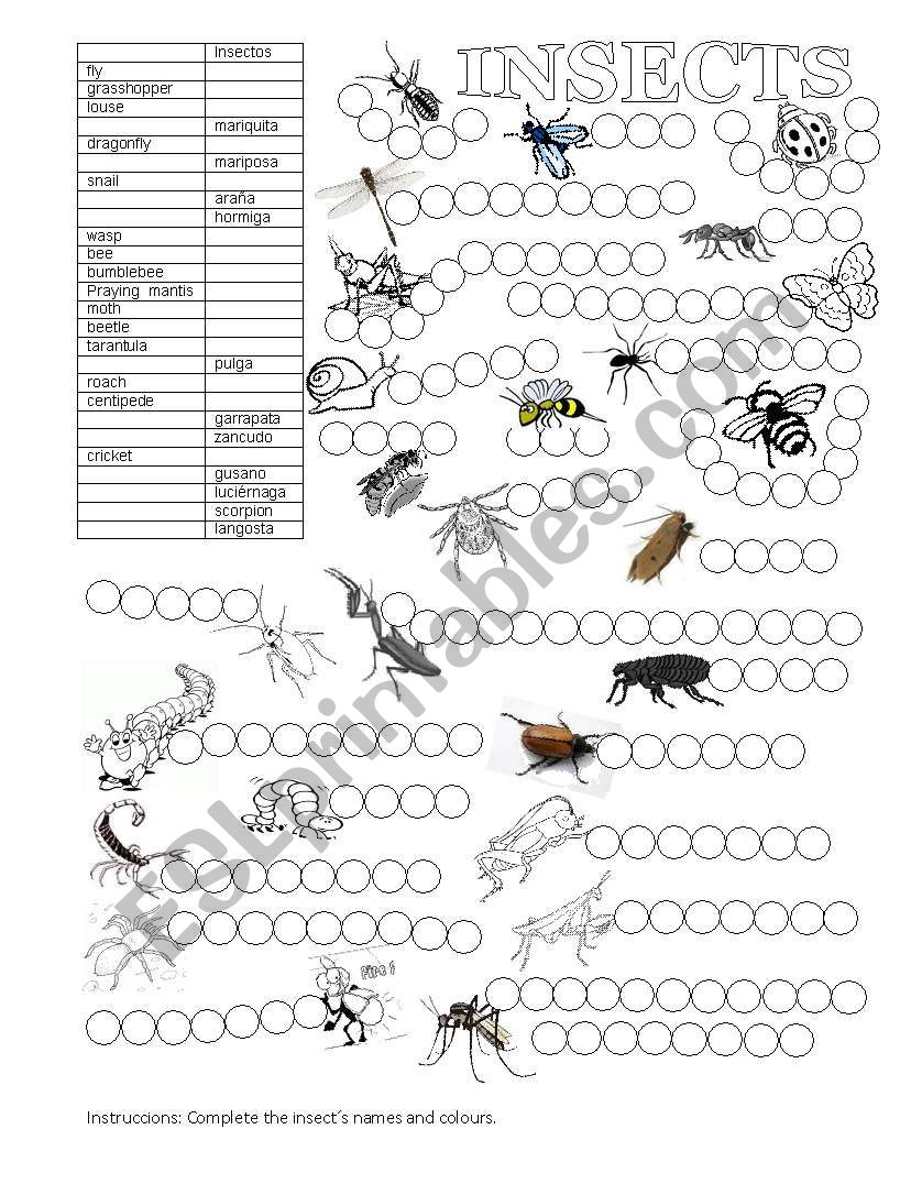 ANIMALS (INSECTS) worksheet