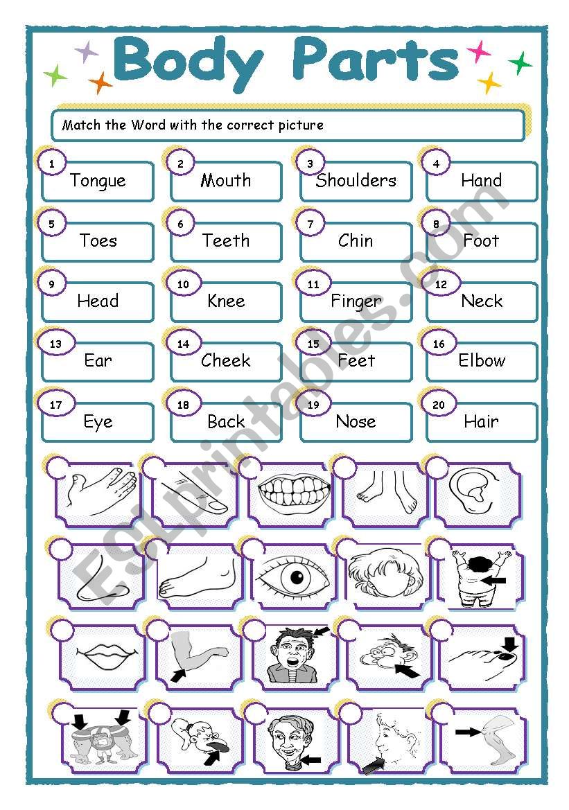 Body parts worksheet