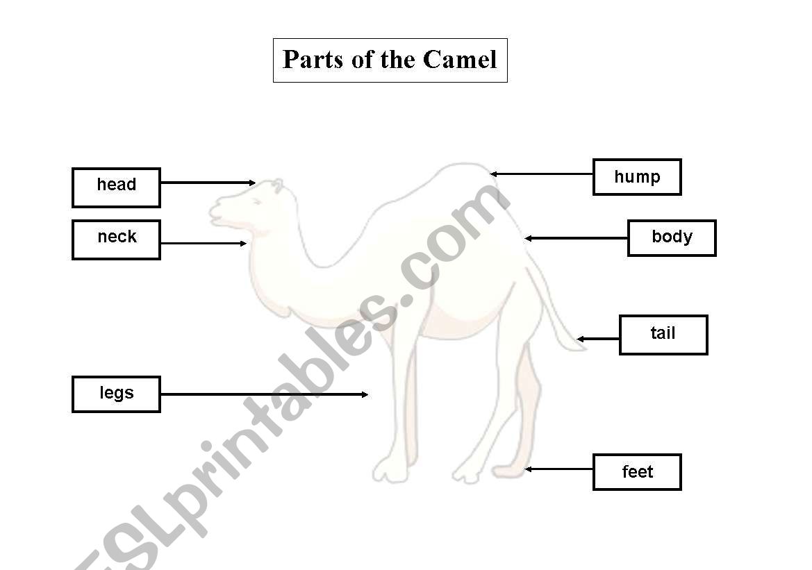 Parts of a camel worksheet