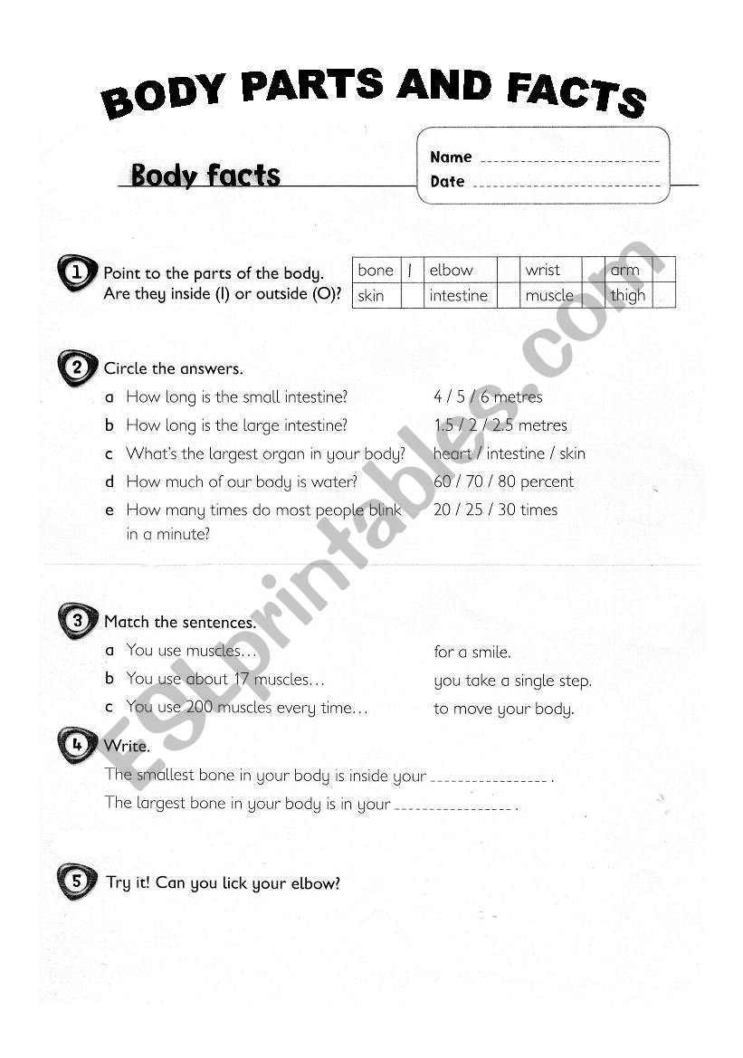 BODY FACTS AND PARTS worksheet