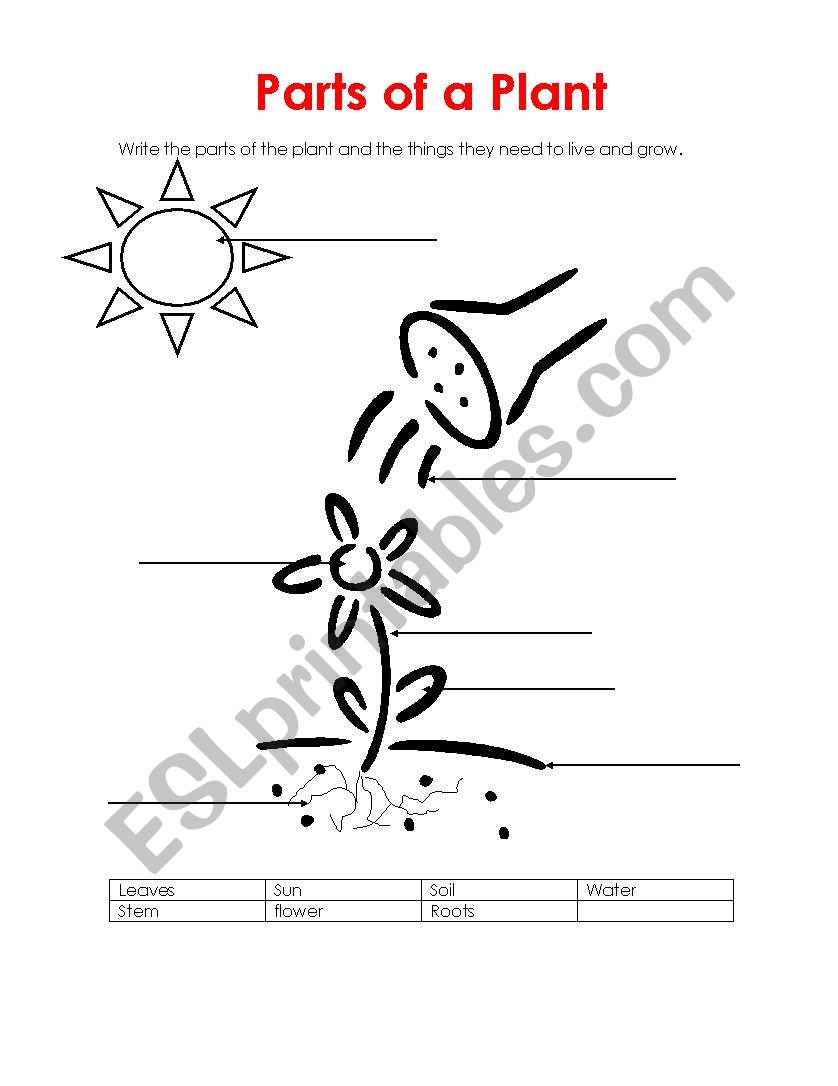 Parts of a plant  worksheet