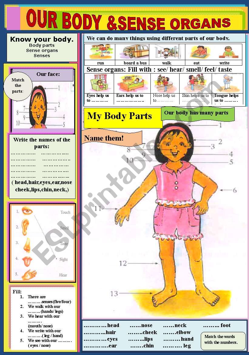 Our Body & Sense  Organs worksheet