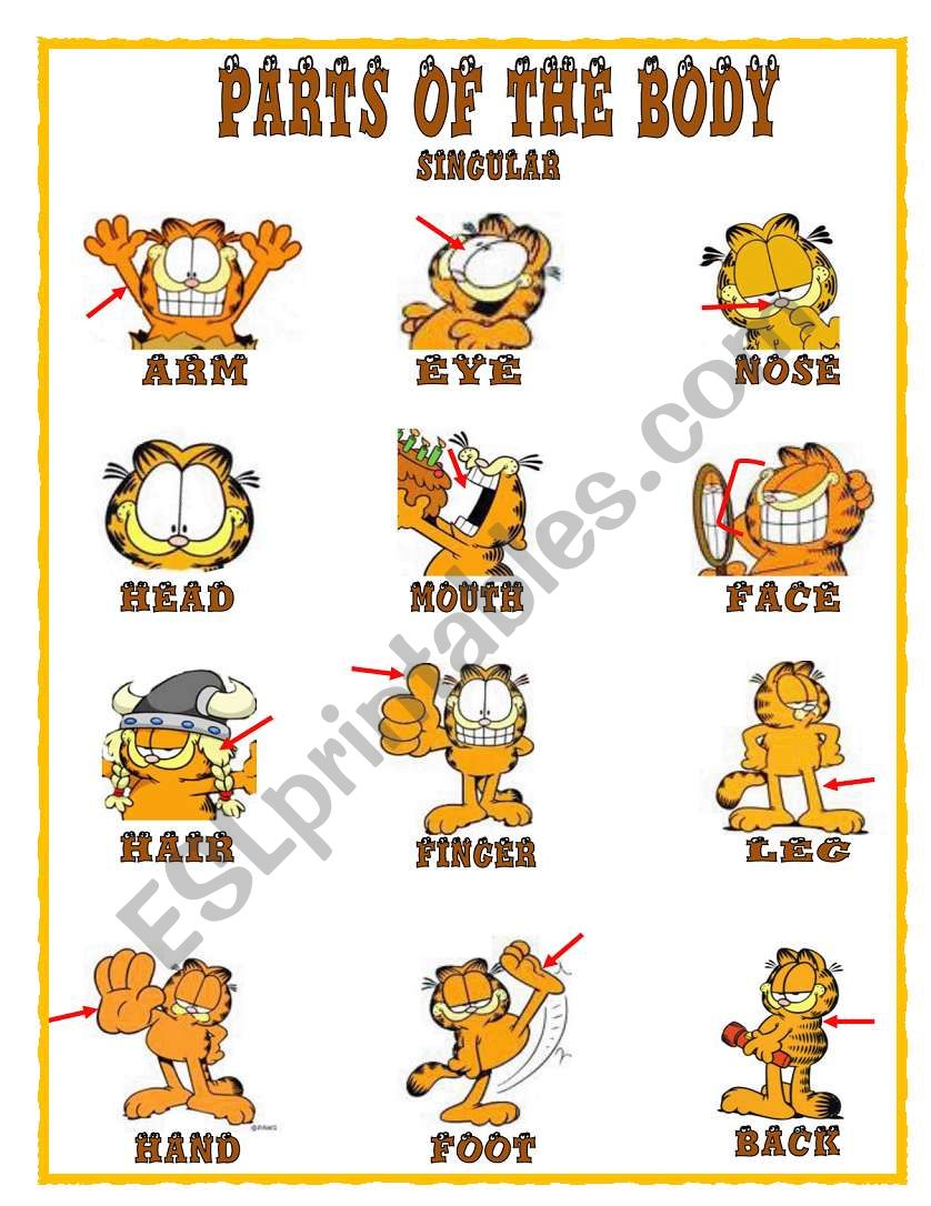 PARTS OF THE BOBY- 1/2 worksheet