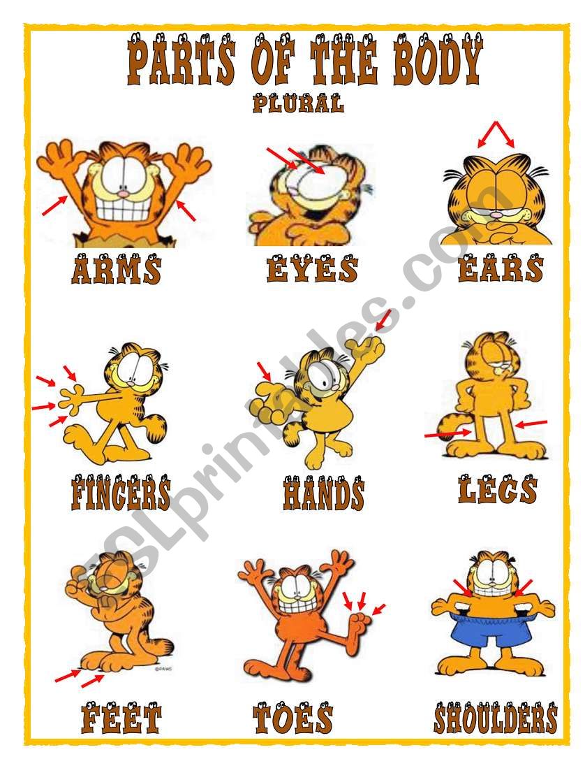 PARTS OF THE BOBY- 2/2 worksheet