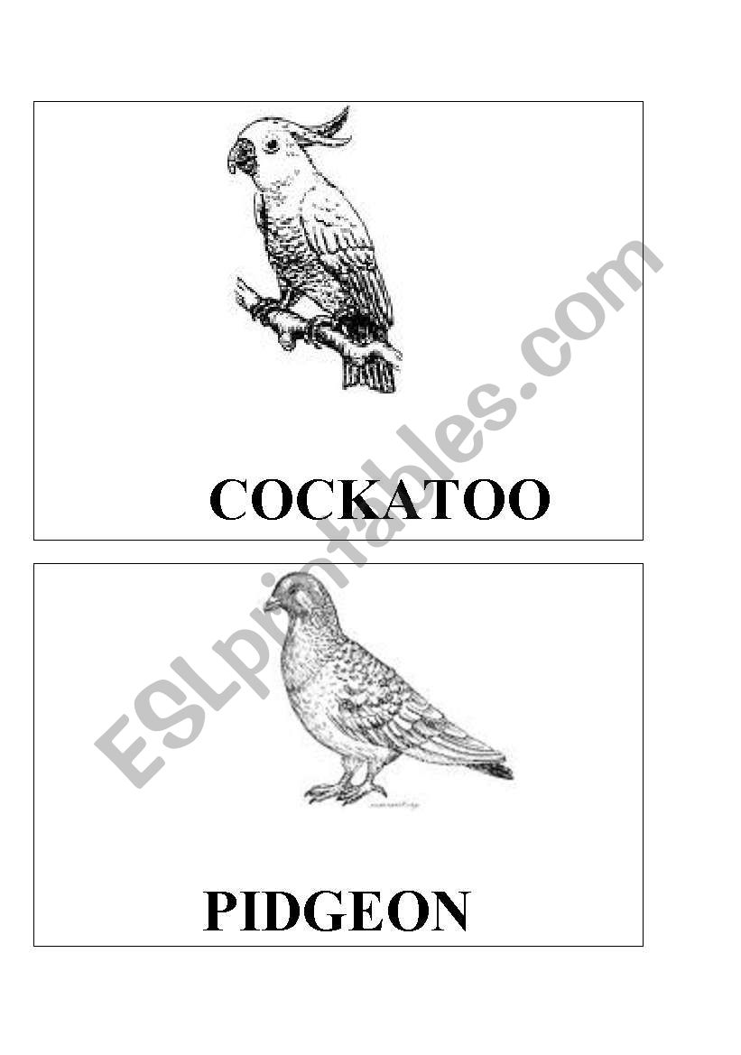 Bird flash cards worksheet