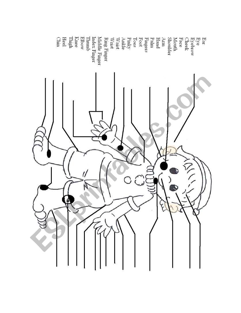 body parts worksheet