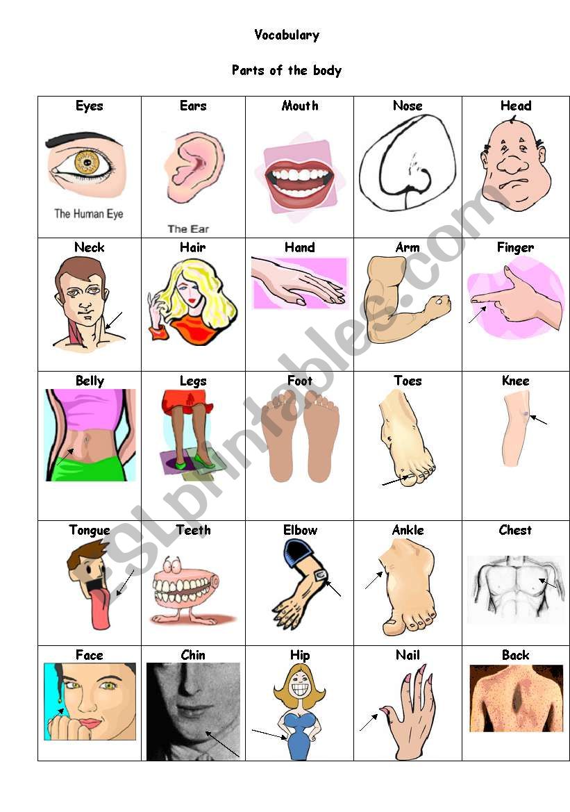 Parts of the body worksheet