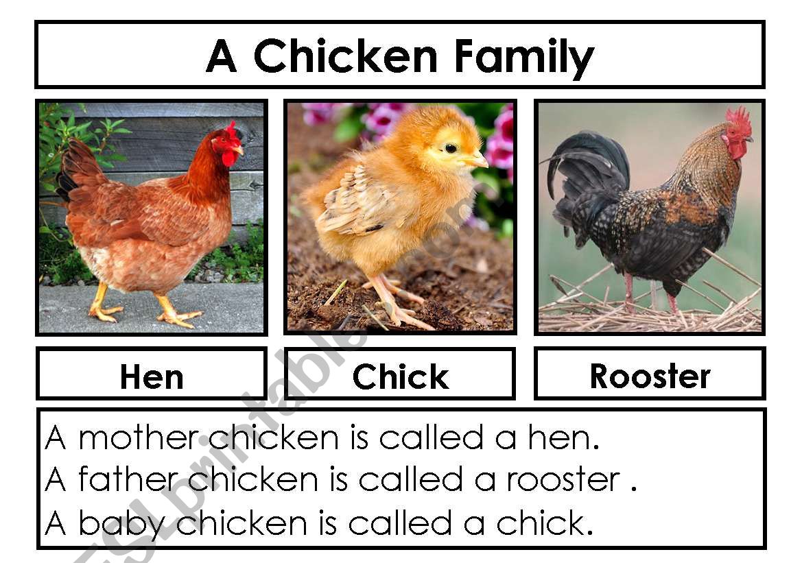 A Chicken Family worksheet