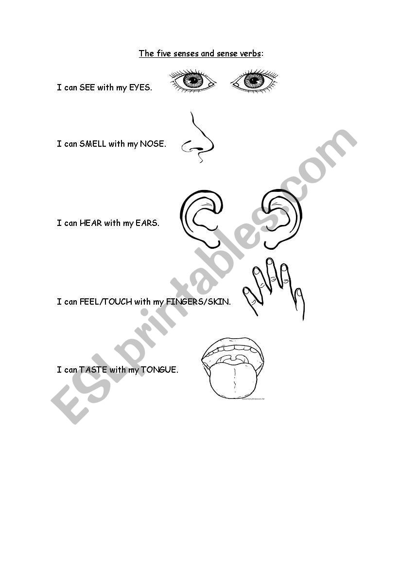 Senses and sense verbs worksheet