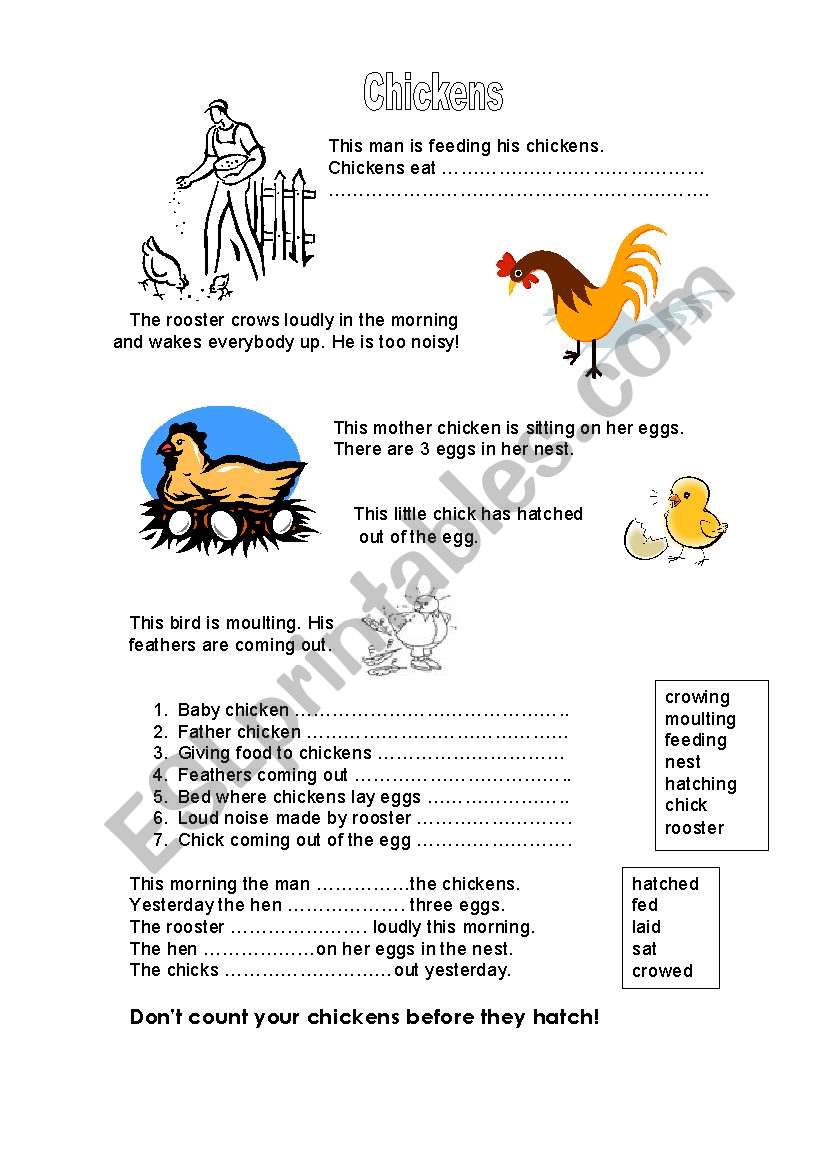 Chickens worksheet