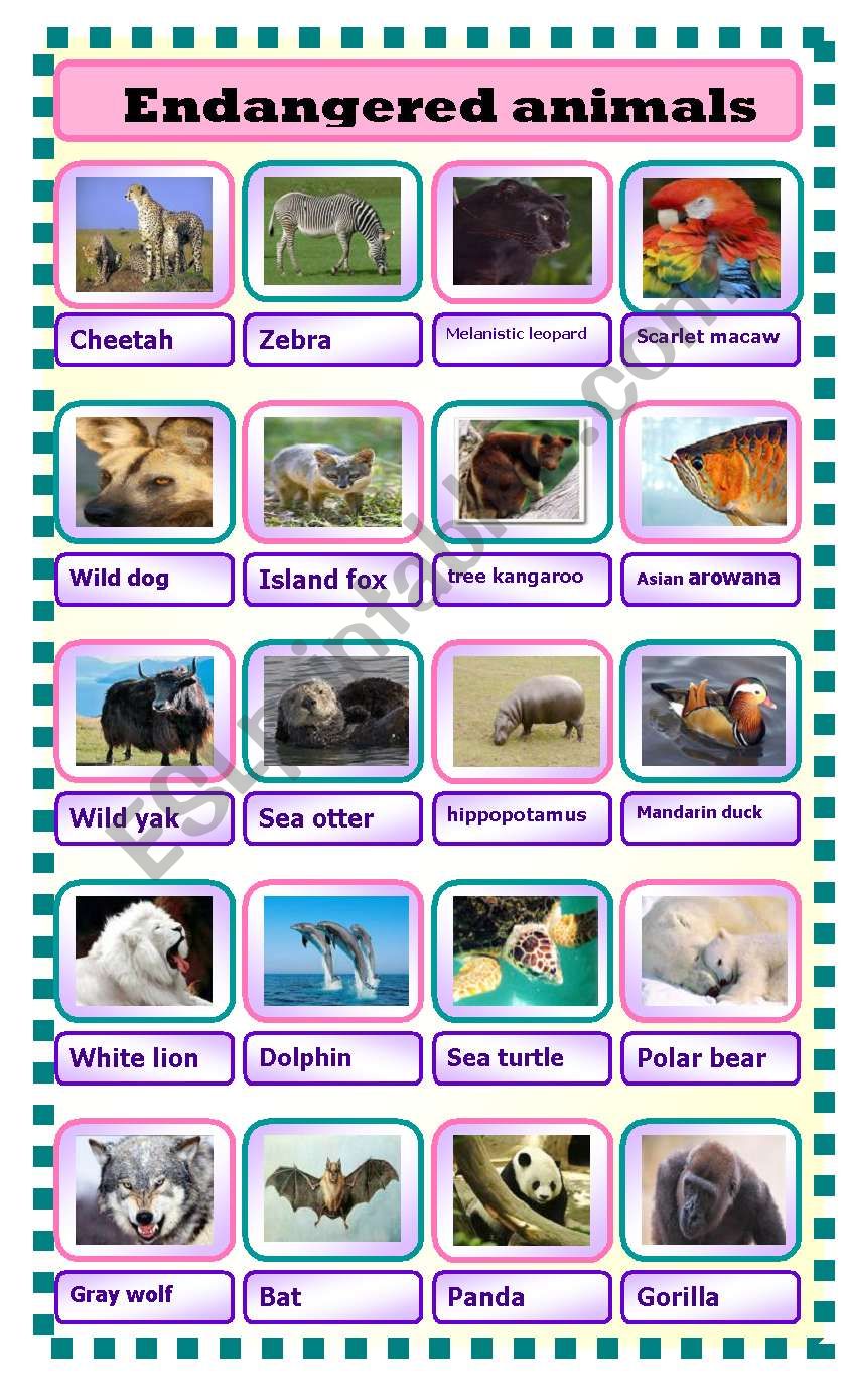 endangered animals worksheet