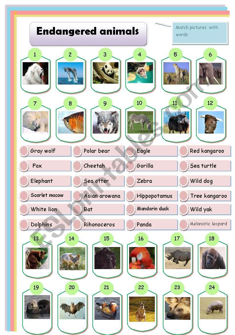 endangered animals: matching  worksheet