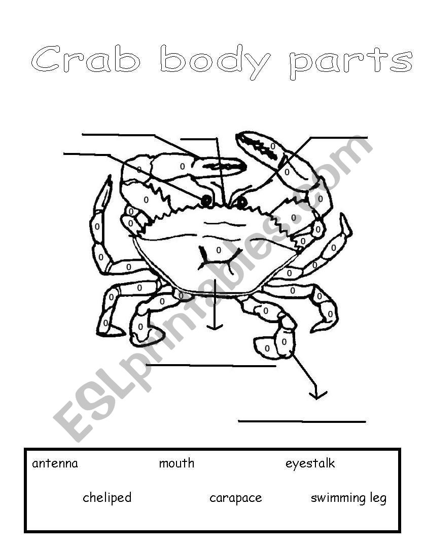 Parts of a Crab worksheet