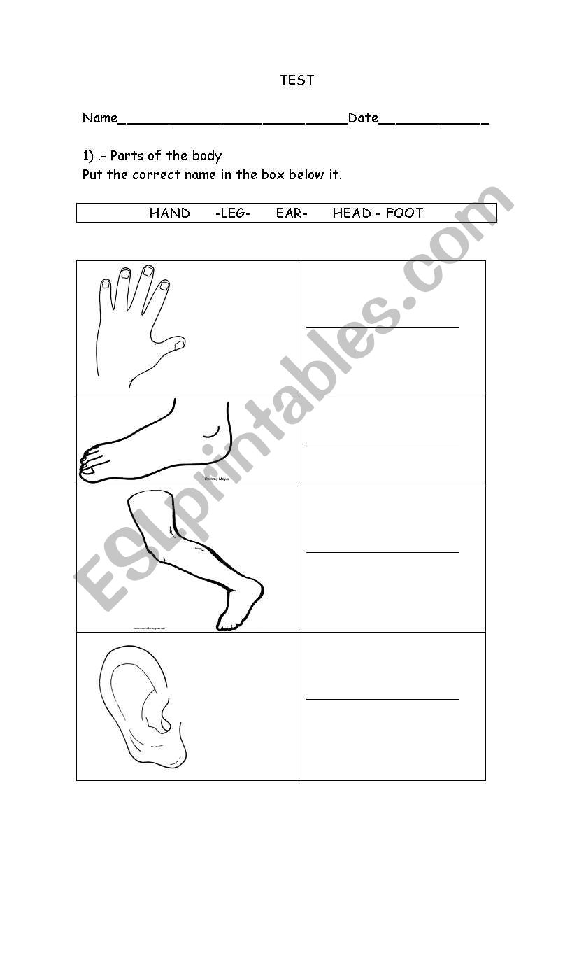 part of the body worksheet