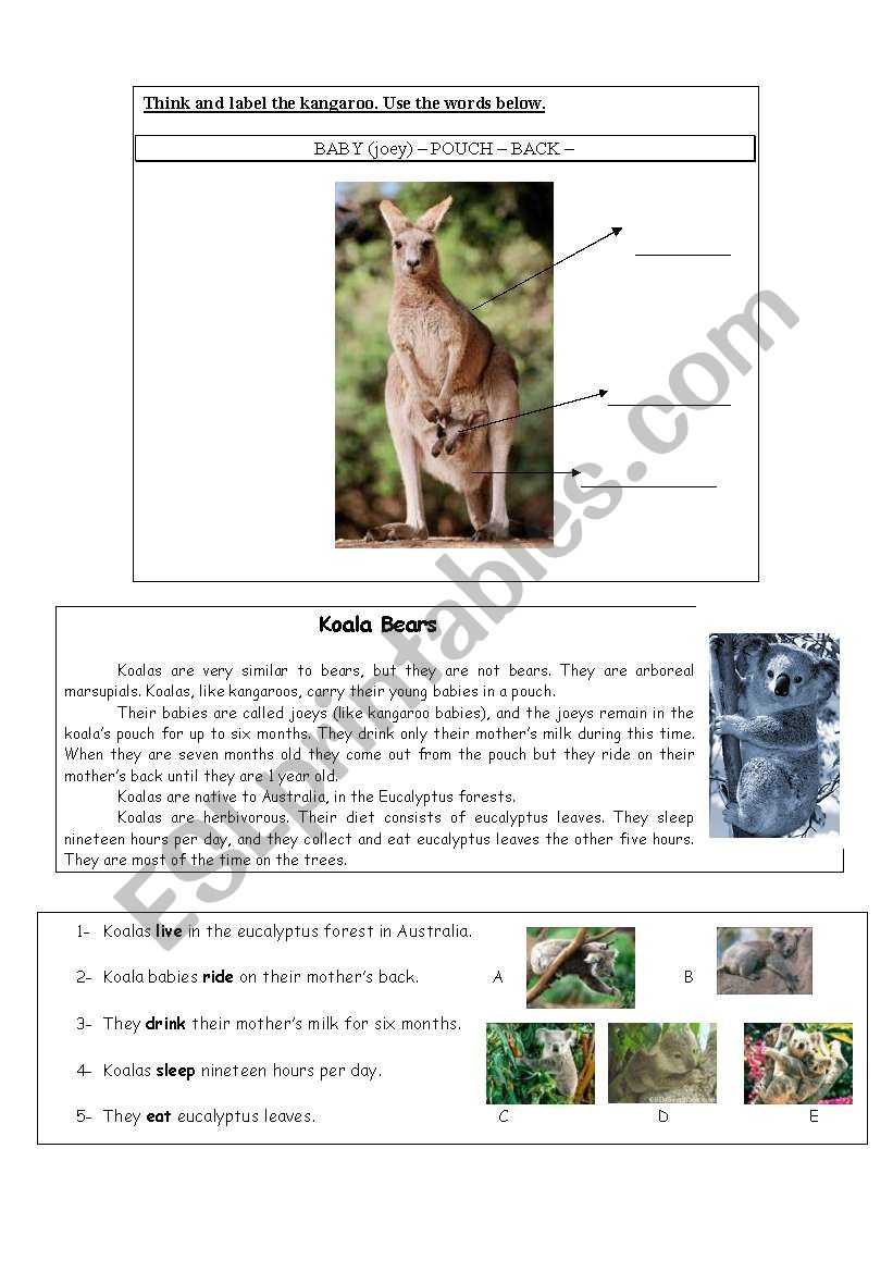 Koala Bears worksheet