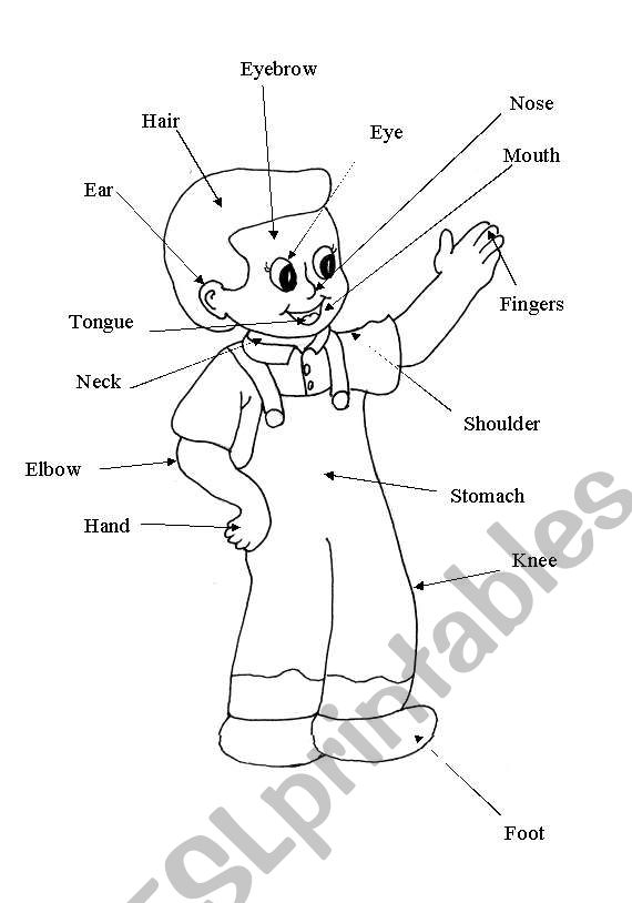 body parts worksheet