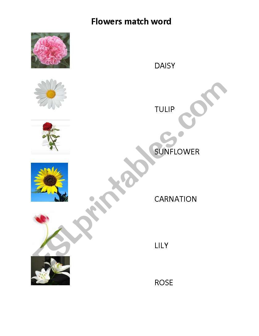 FLOWERS MATCH WORD worksheet