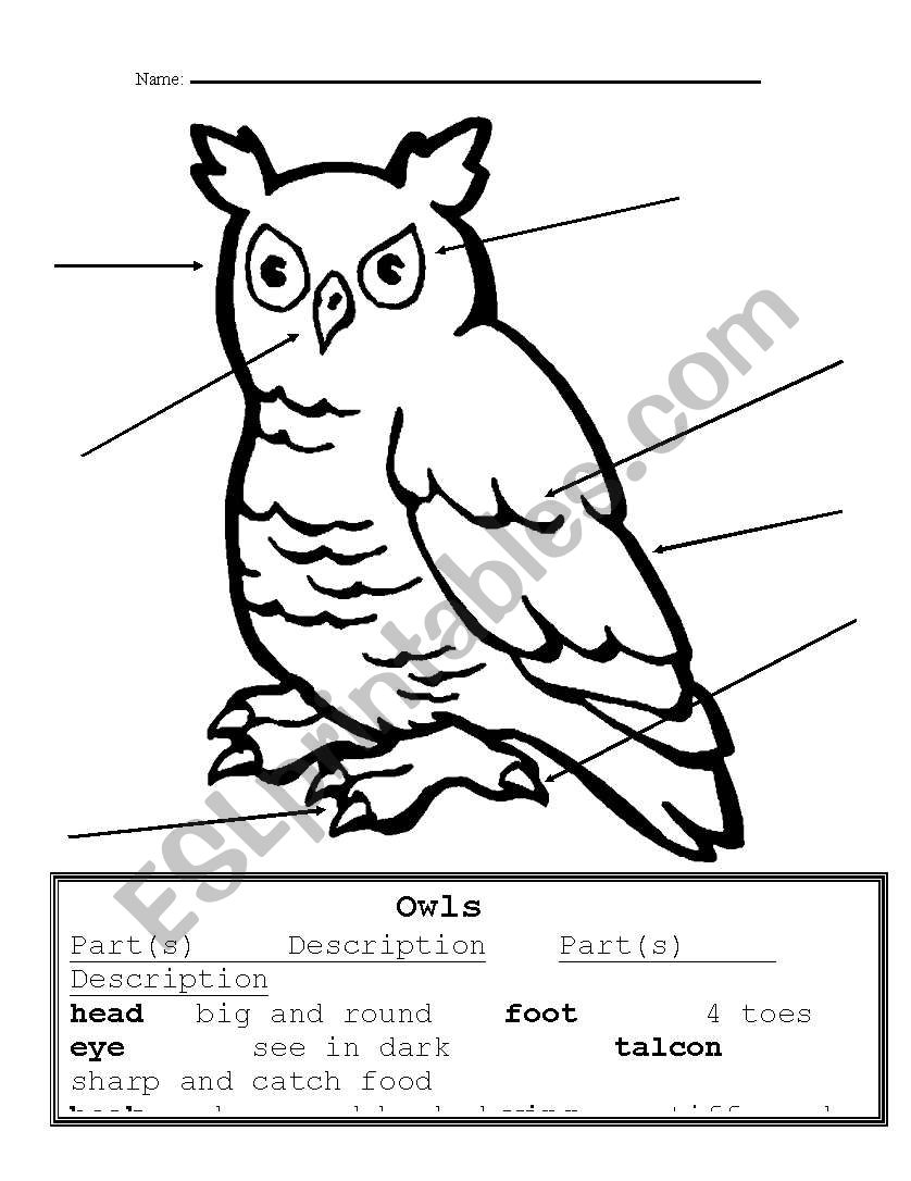 Owl parts worksheet