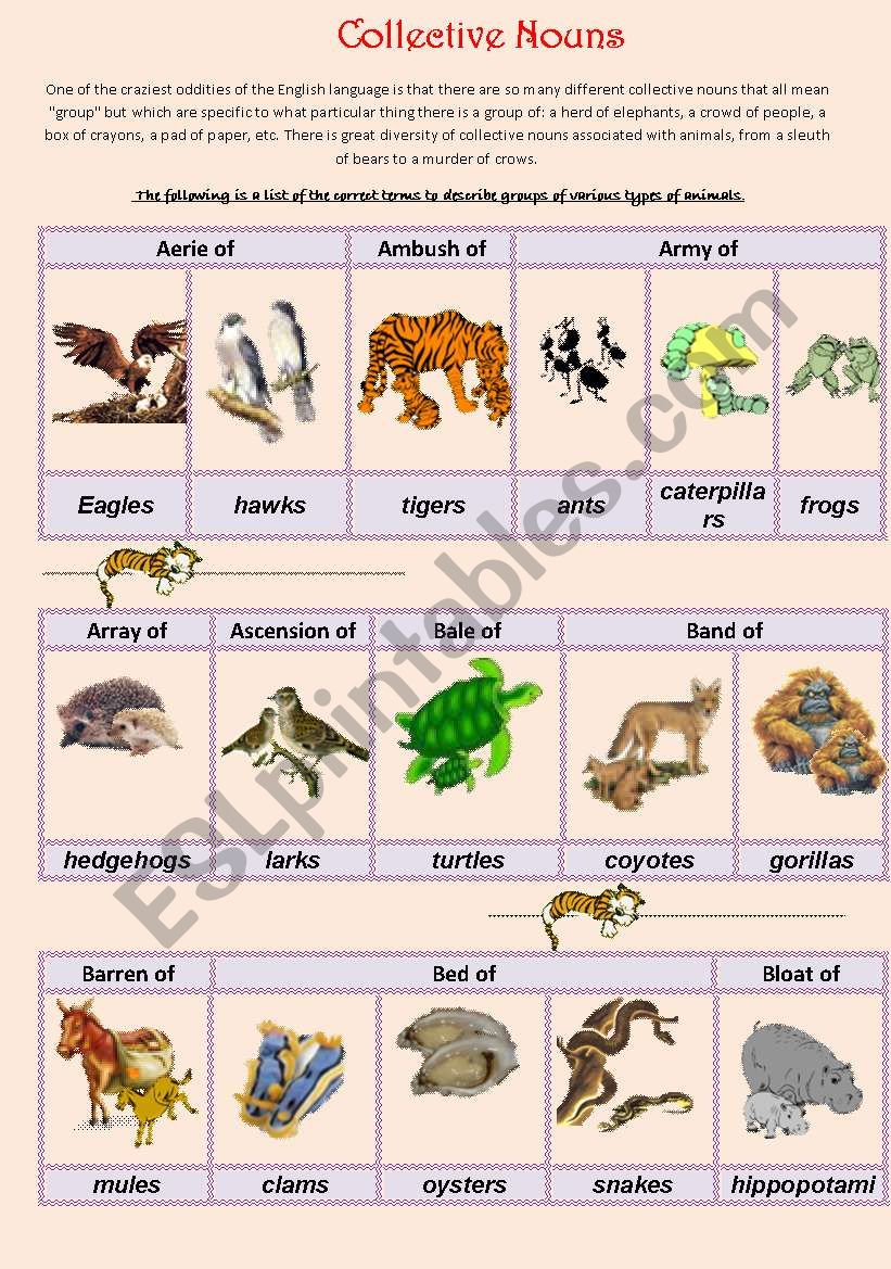 Collective Nouns (animals) 1 worksheet