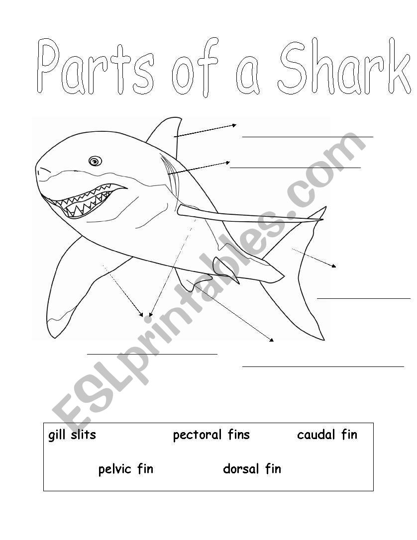 Parts of a Shark worksheet