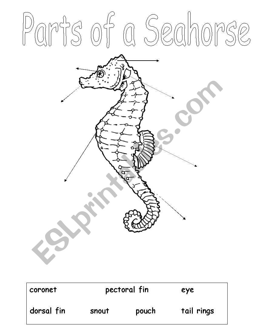 Parts of a Seahorse worksheet