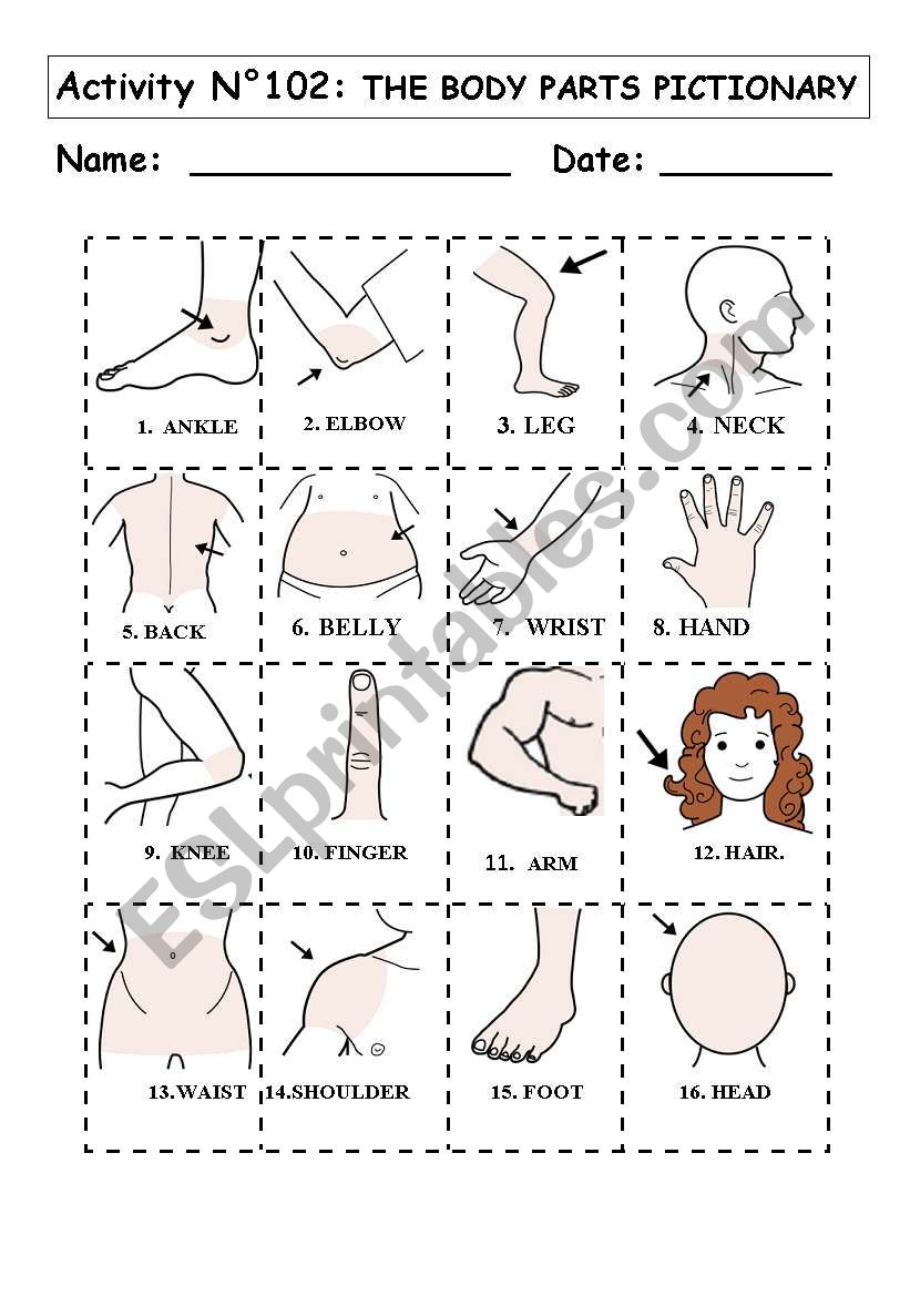 THE BODY PARTS PICTIONARY worksheet
