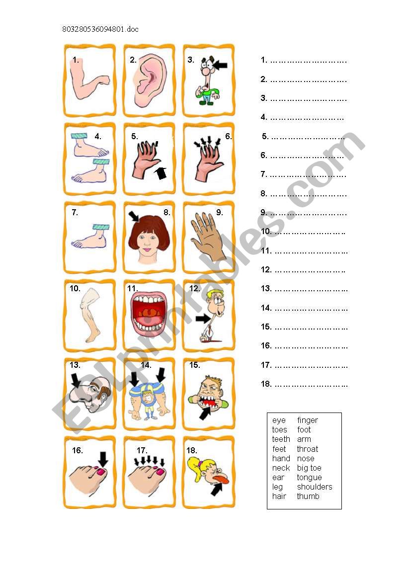 Body Parts 1 worksheet