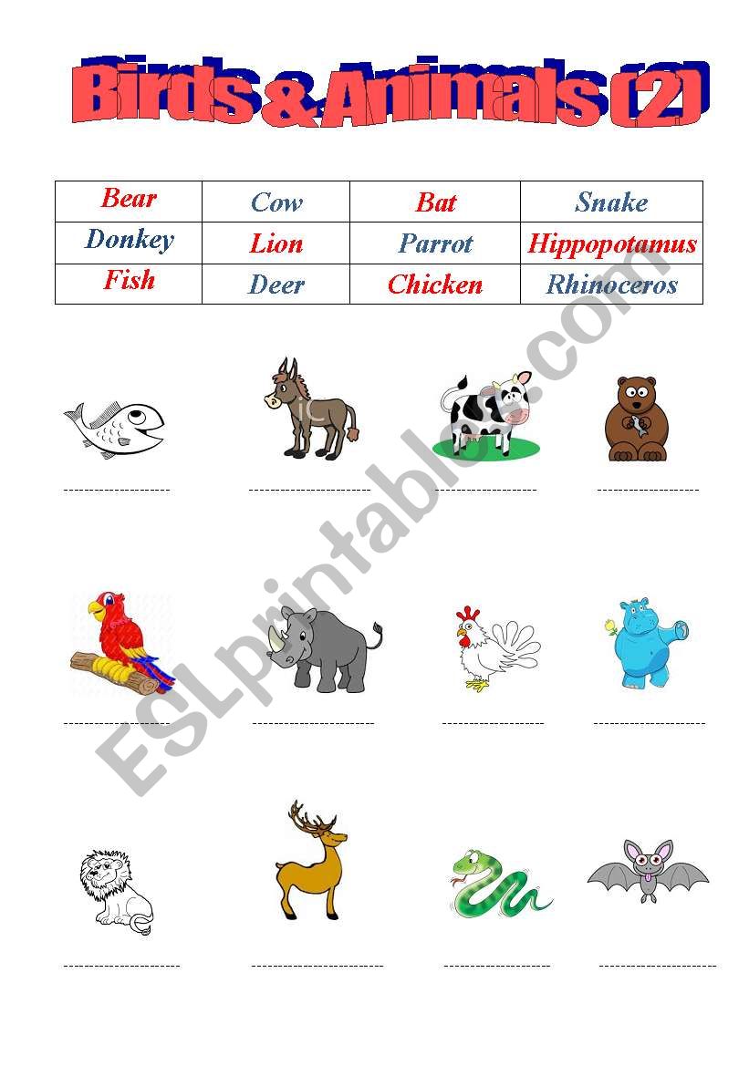 Birds & Animals worksheet