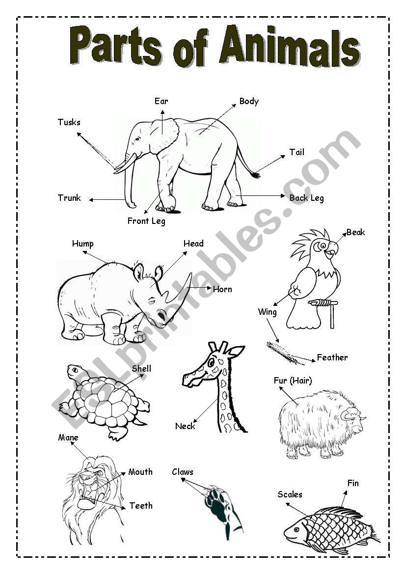 Parts of animals- Picture Dictionary