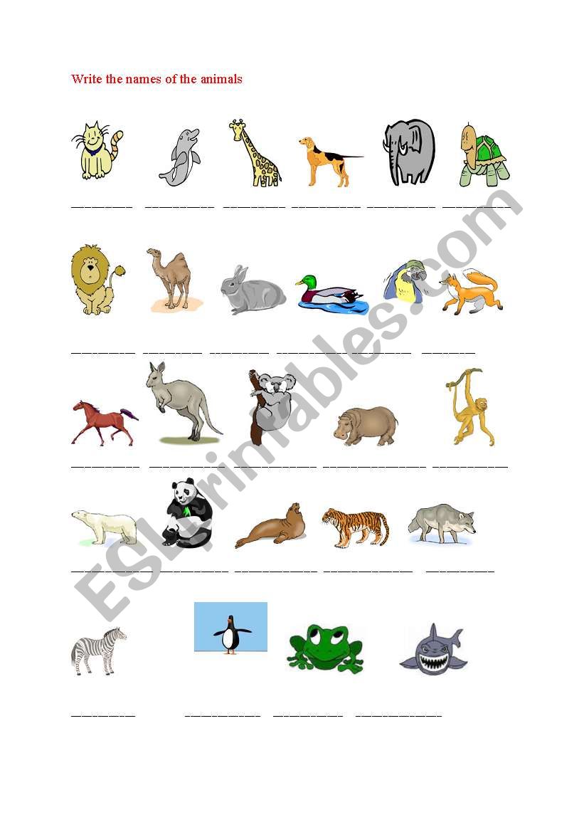 animals worksheet worksheet