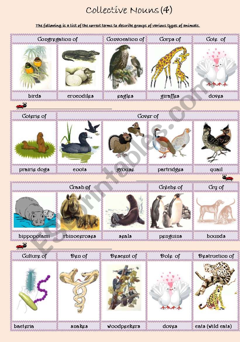 Collective Nouns (animals) 4 worksheet