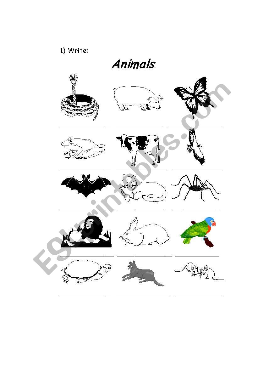 Animals worksheet