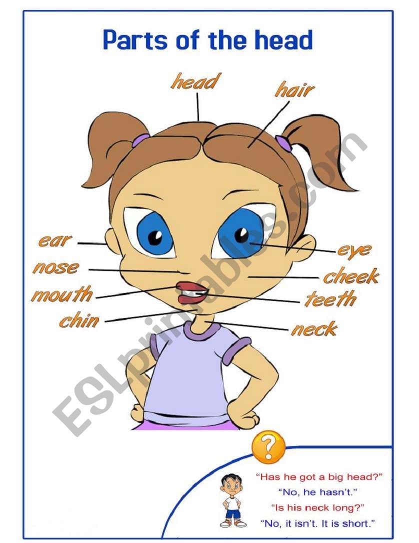 Parts of the head-Pictionary worksheet