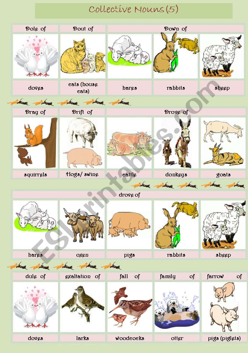 Collective Nouns (animals) 5 worksheet