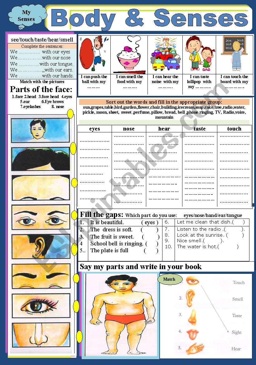 Body & Senses worksheet