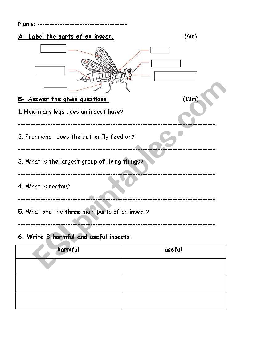 Insect worksheet