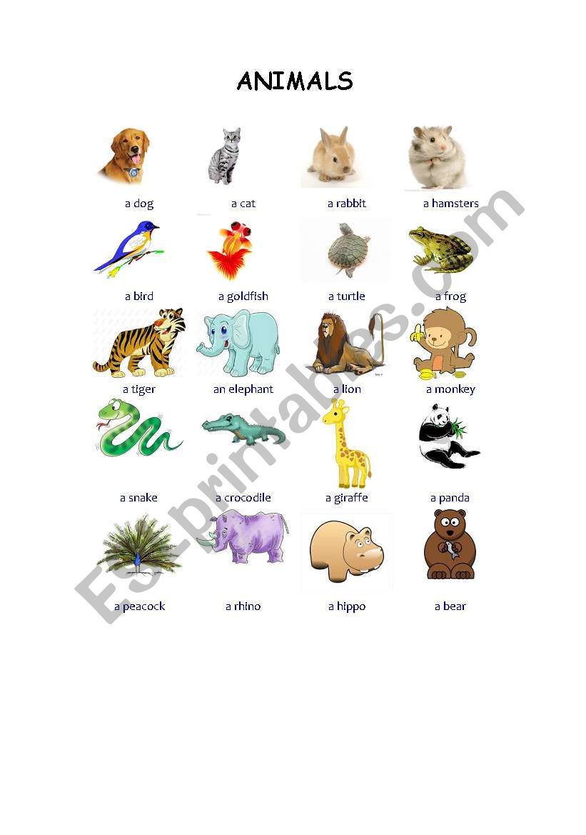 Animals worksheet