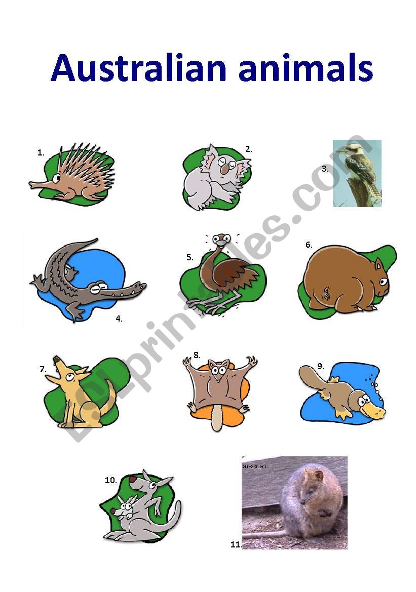 Australian Animals II worksheet