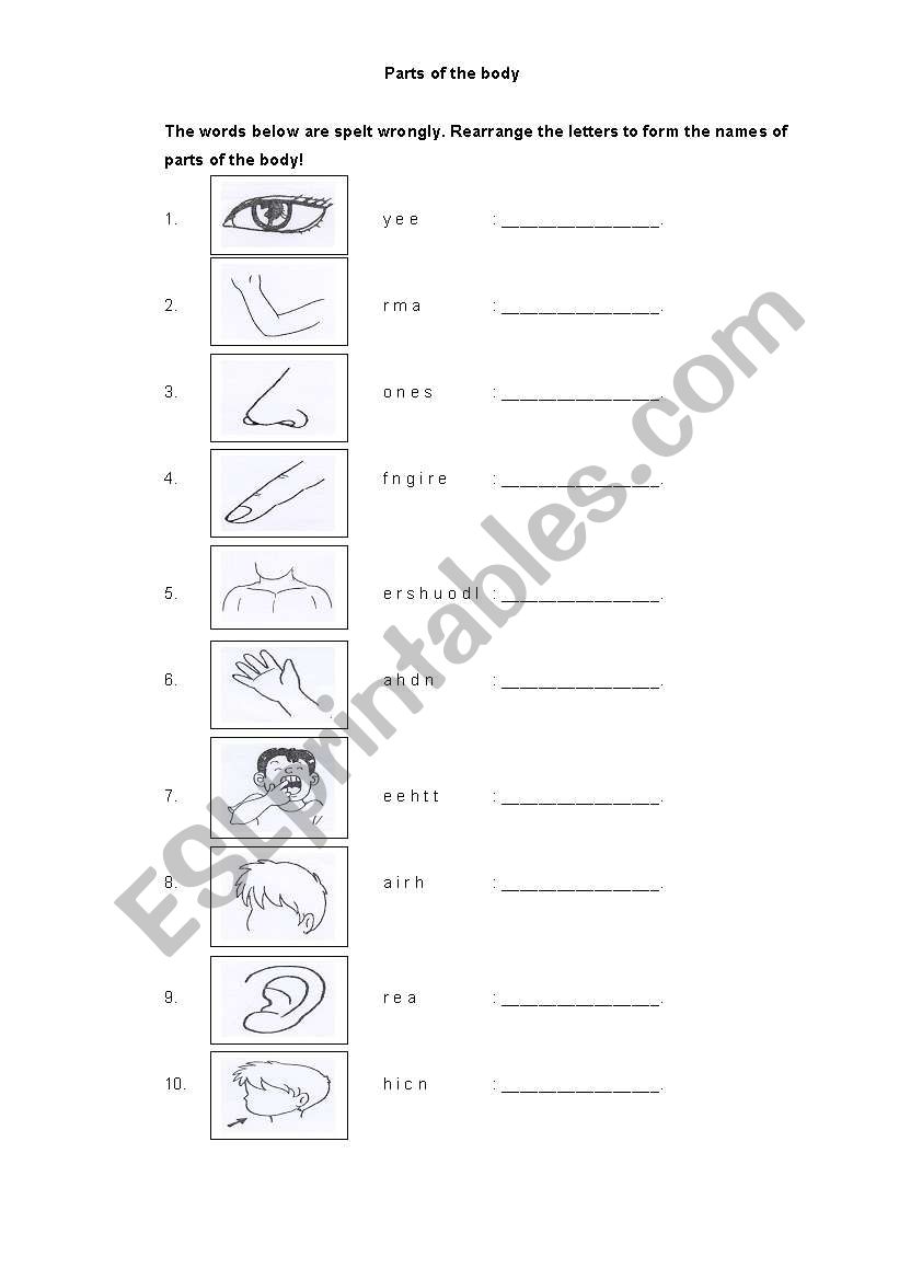 parts of the body worksheet