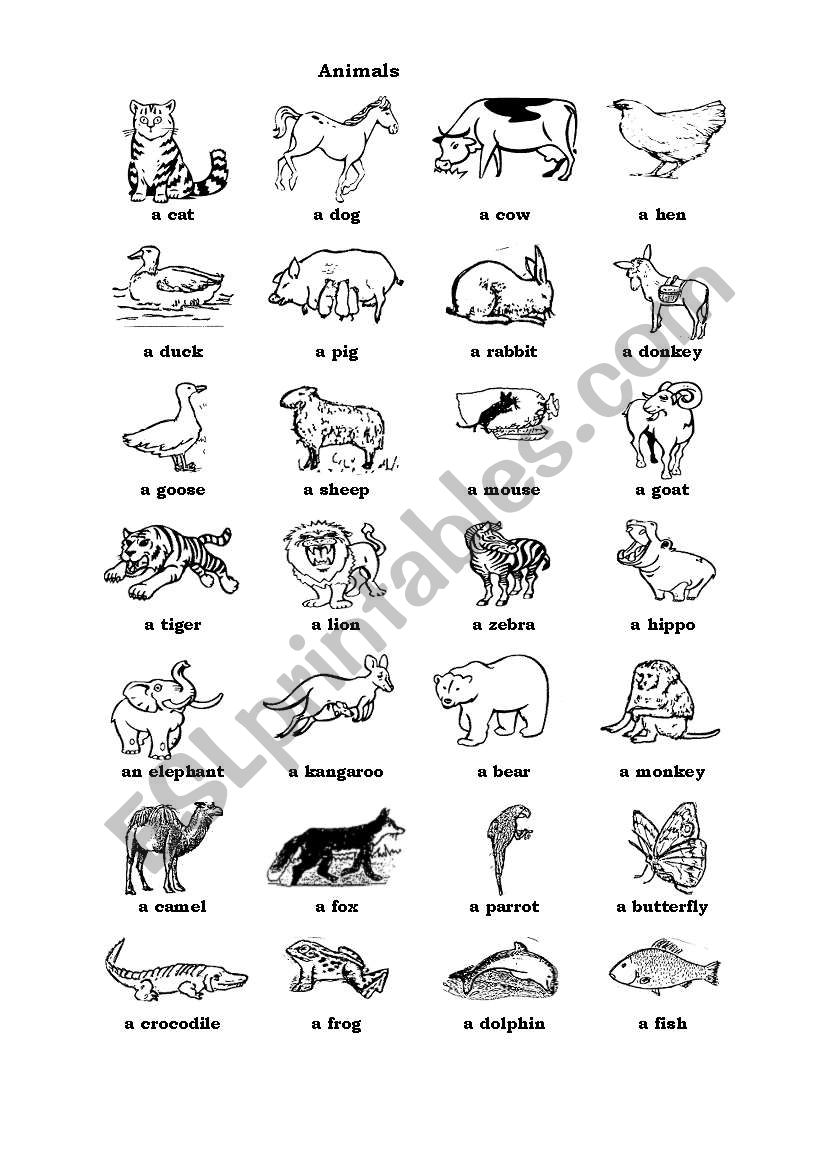 Animals worksheet