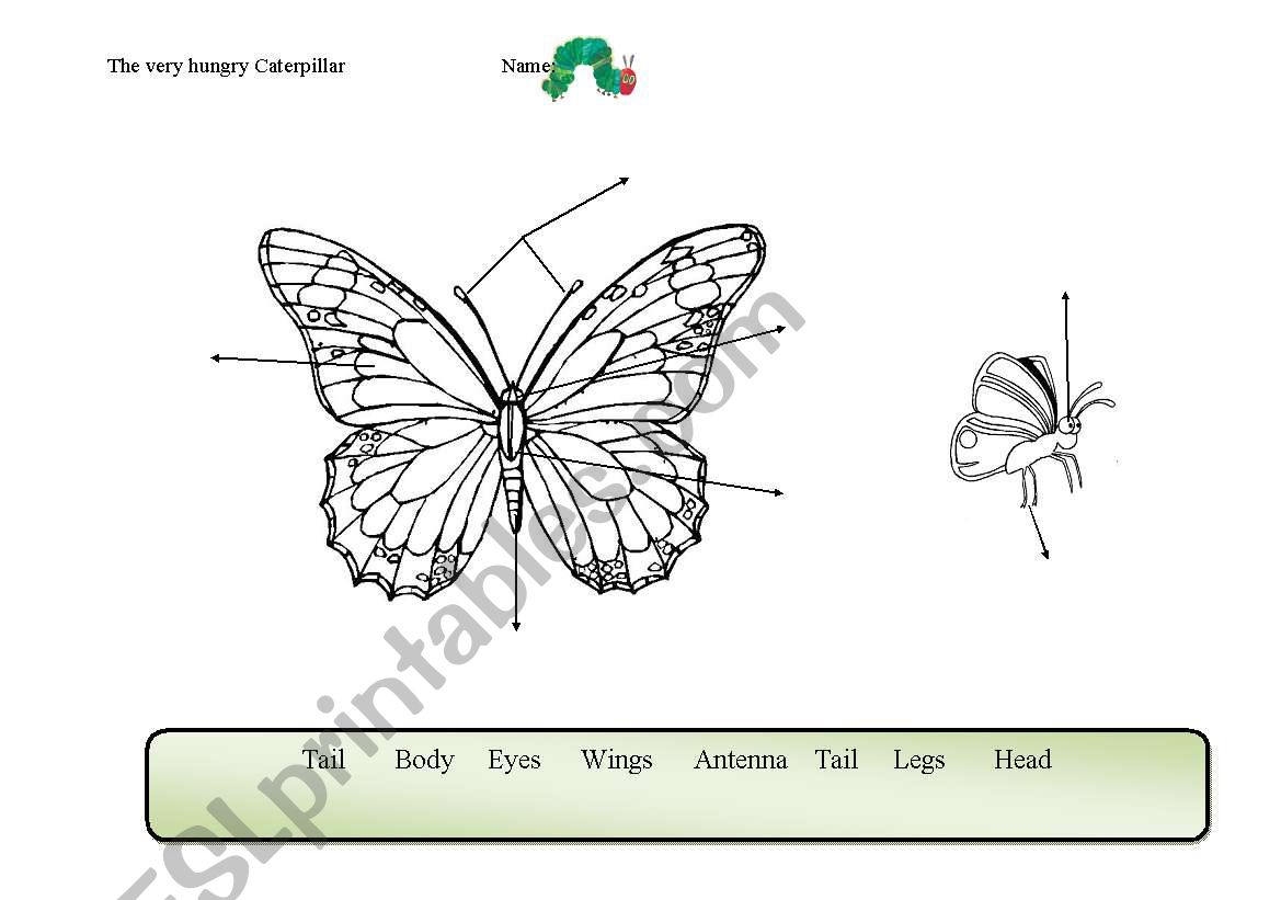 Butterfly parts of the body (related to the Very Hungry Caterpillar storybook, by Eric Carle).