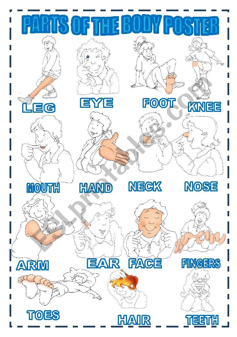 PARTS OF THE BODY POSTER worksheet