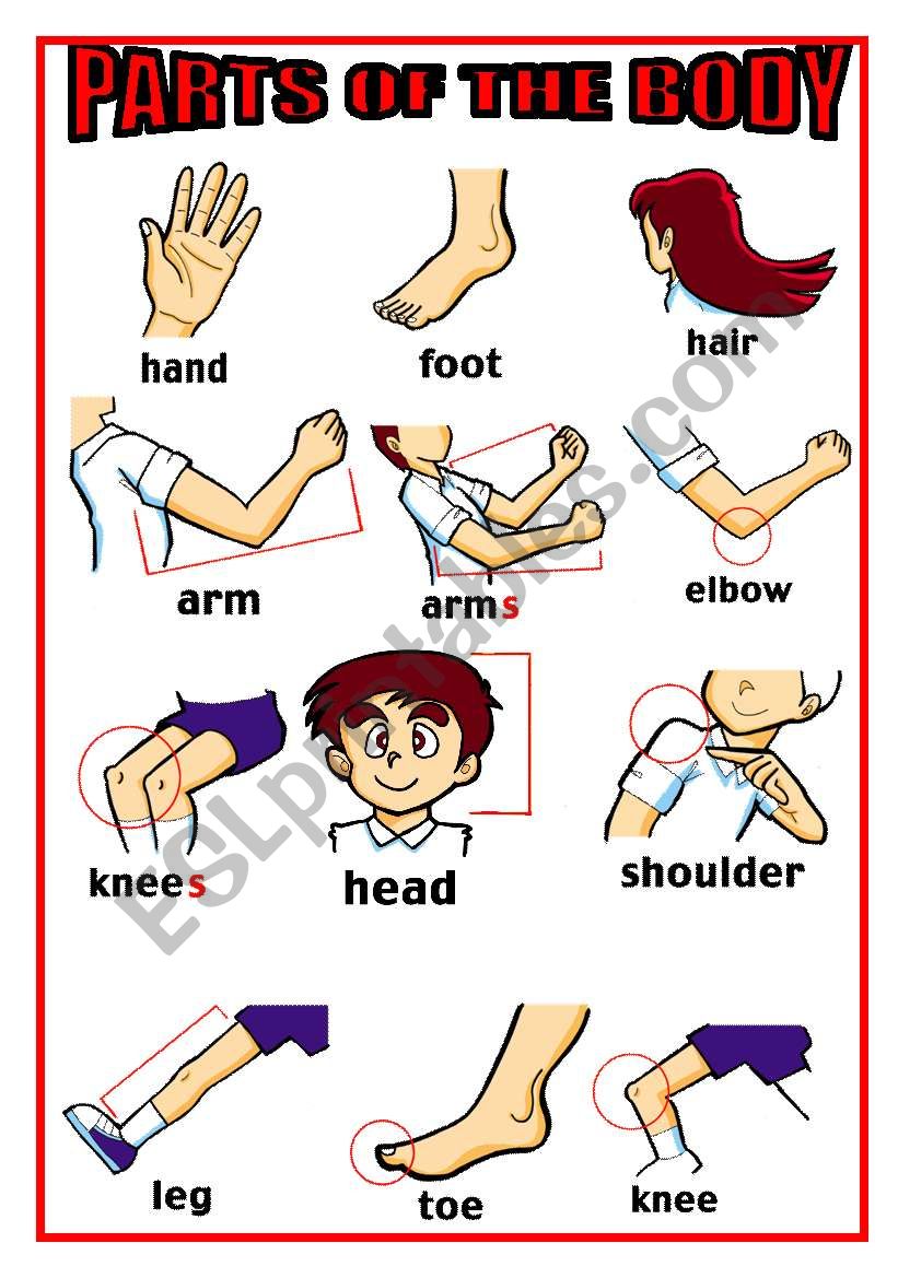 PARTS OF THE BODY worksheet