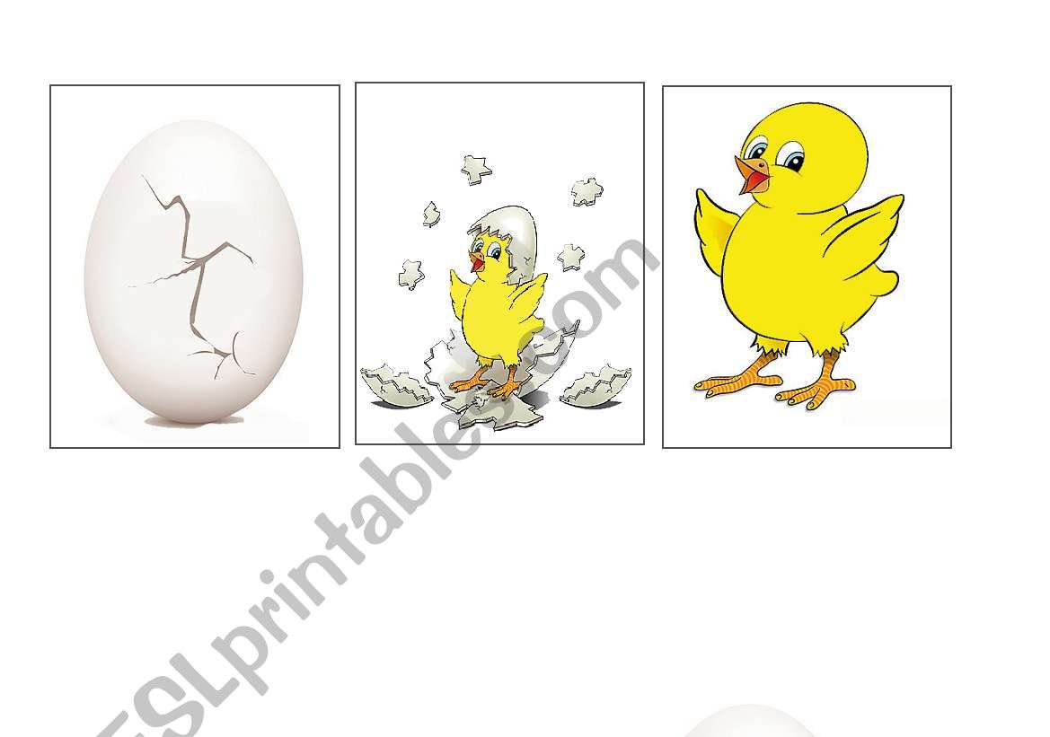 Story telling chick worksheet