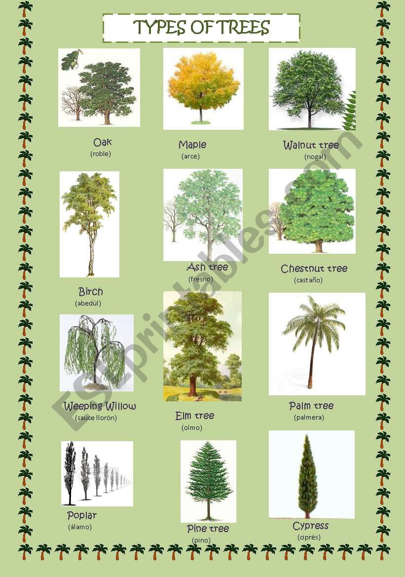 Types of trees worksheet